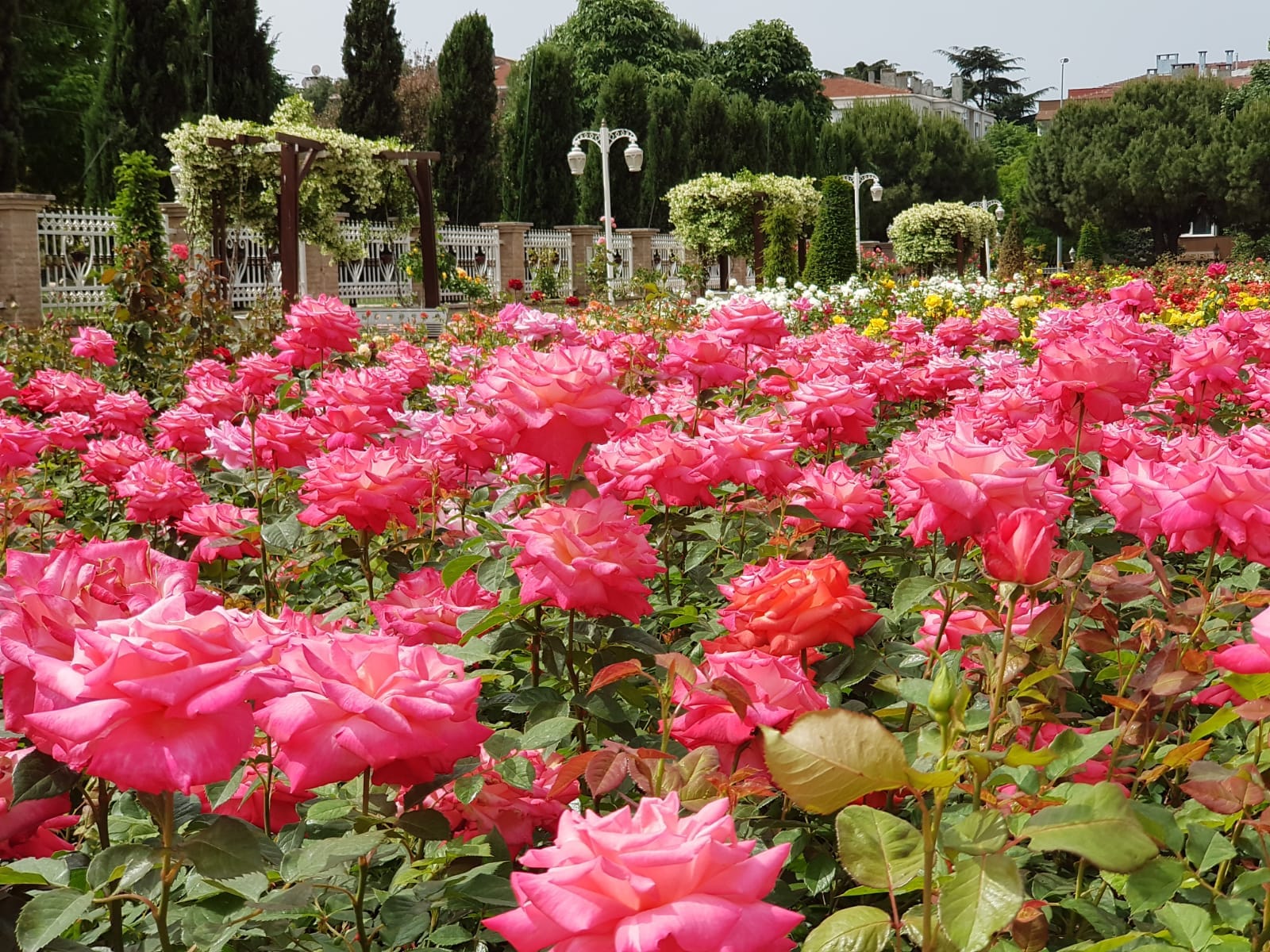 İstanbul Rengarenk ve Mis Gibi Gül Kokuyor