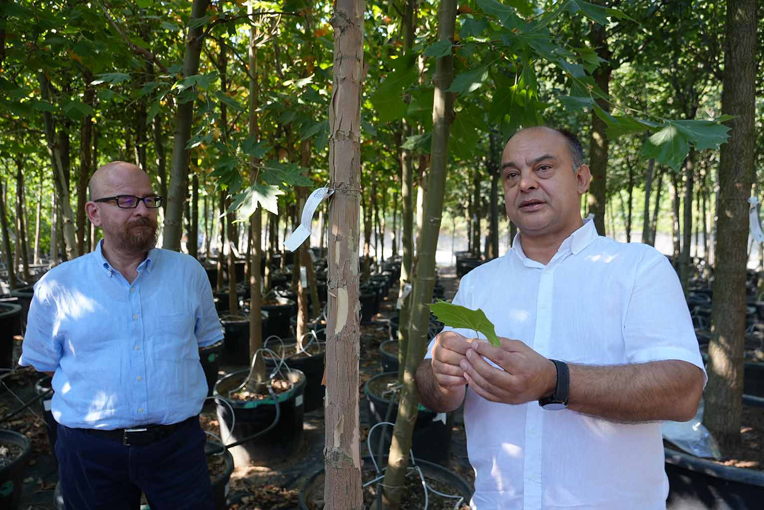 İstanbul Ağaç ve Peyzaj AŞ, Gül Yetiştiriciliği Üzerine Yapılan Akademik Araştırma
