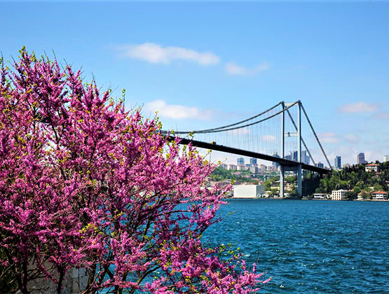 İstanbul’un Simgesi Erguvan…